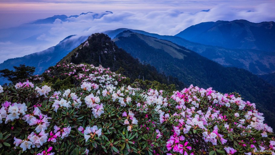 Рододендрон Эльбрус
