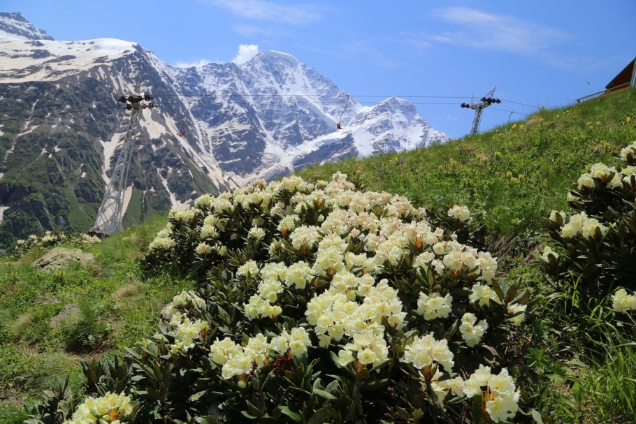 Гора Чегет с рододендронами