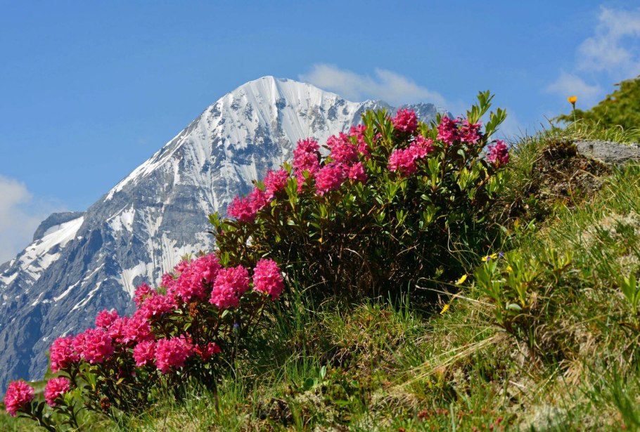 Рододендрон Приэльбрусья