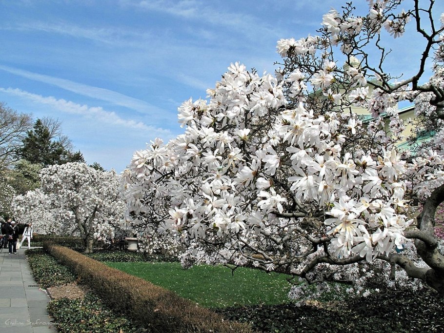 Рододендрон в Приэльбрусье