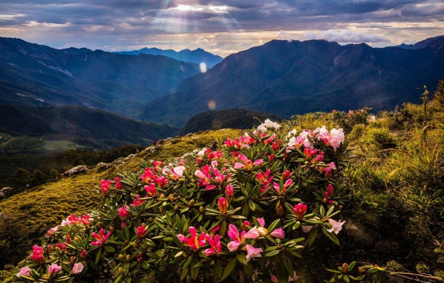 Красная Поляна Сочи горы рододендрон