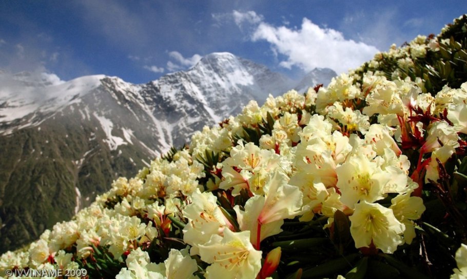 Рододендрон кавказский Чегет