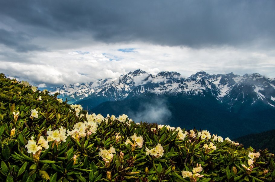 Сочи рододендроны красная Поляна