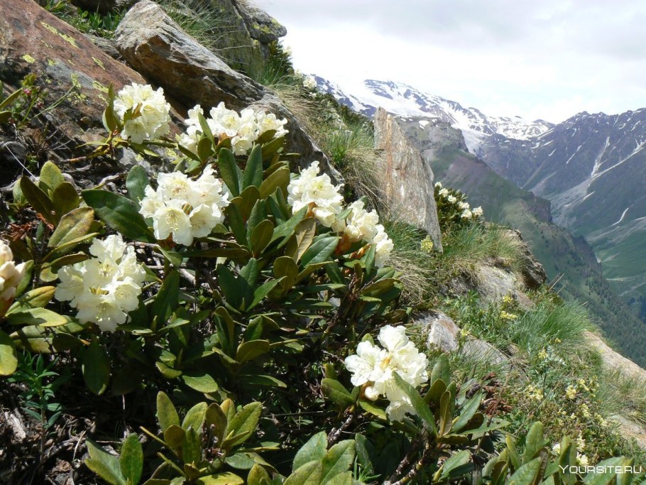 Рододендрон Приэльбрусья