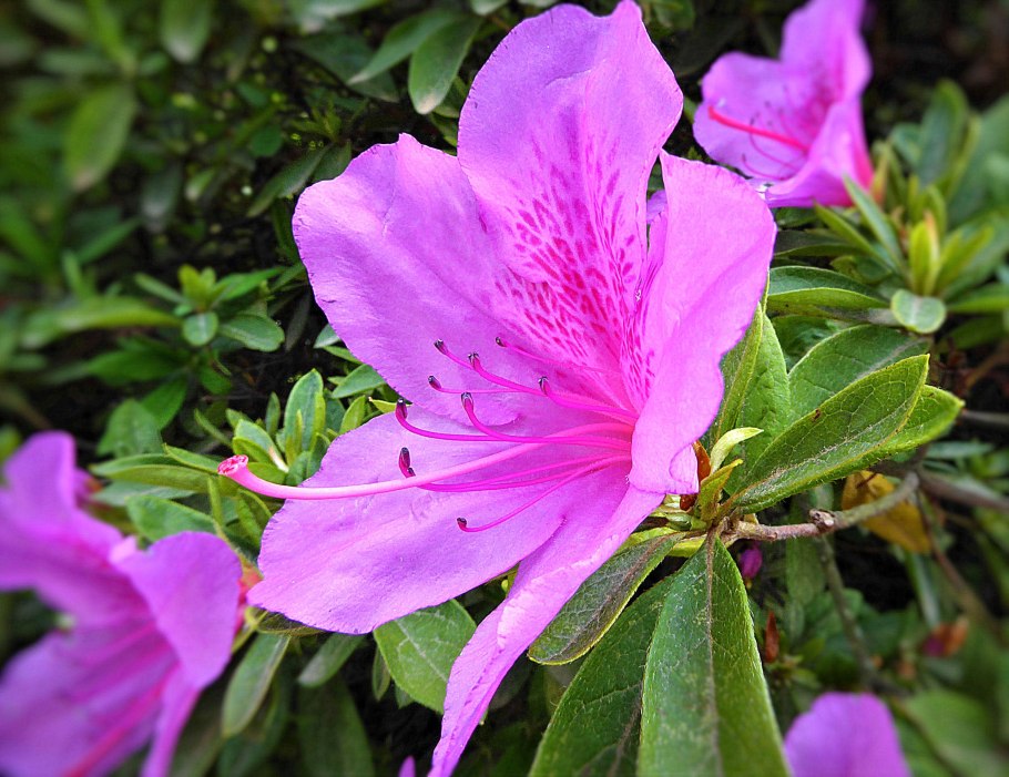 Рододендрон Сочинский