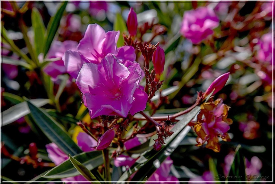 Цветущие растения Сочи