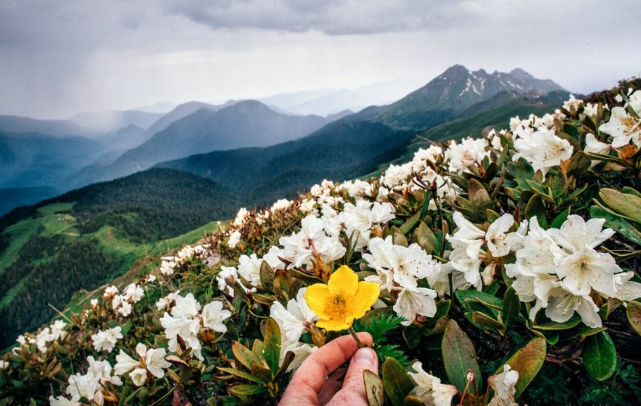 Долина рододендронов красная Поляна