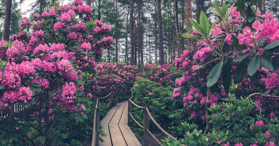 Сосны и рододендроны