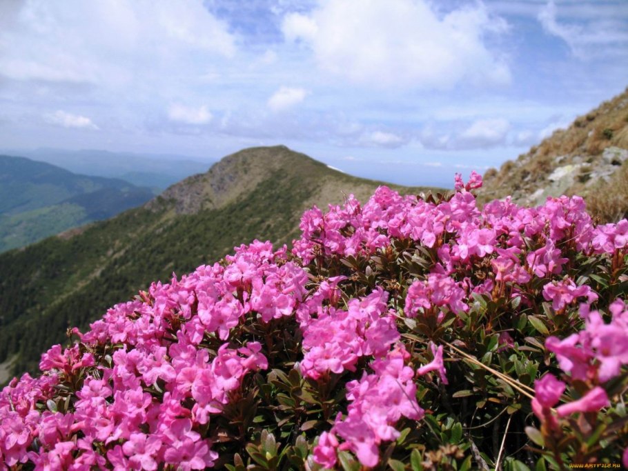 Азалия горный рододендрон
