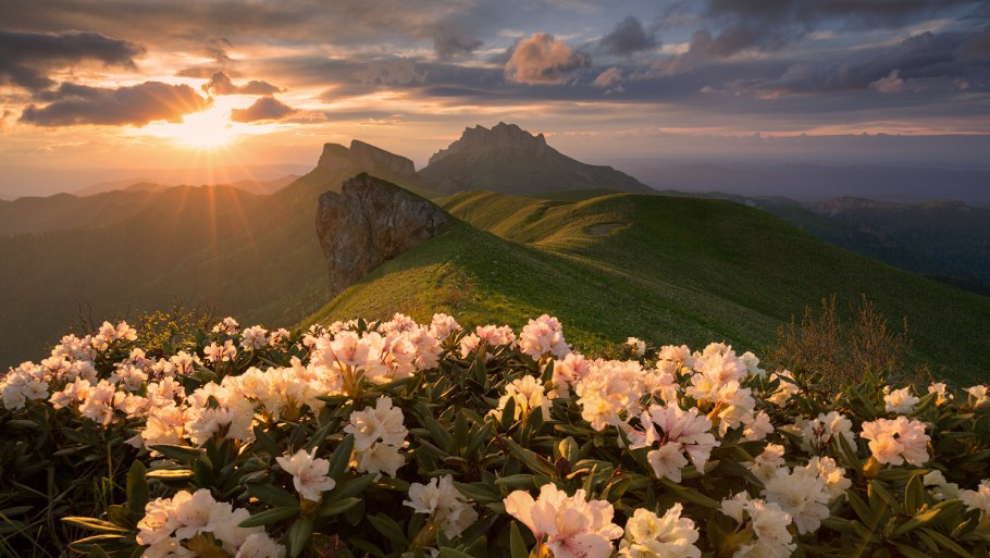 Цветение рододендрона Лаго Наки