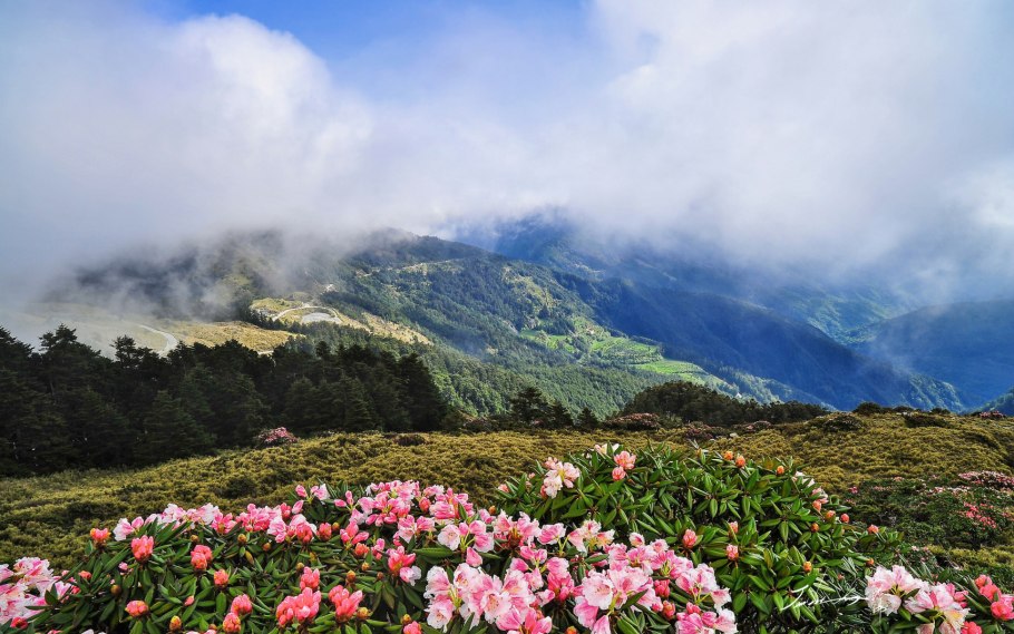 Рододендрон Колымский