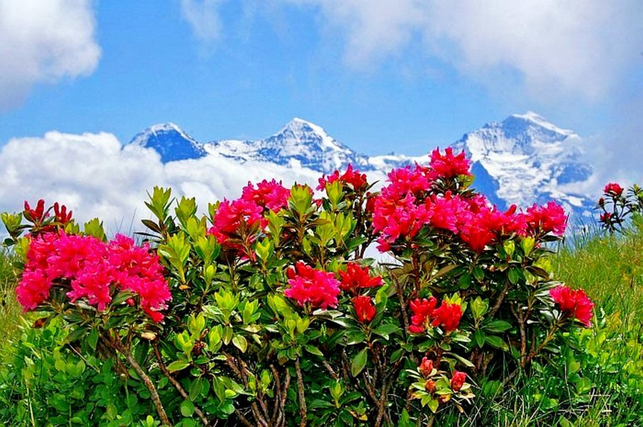 Долина рододендронов красная Поляна