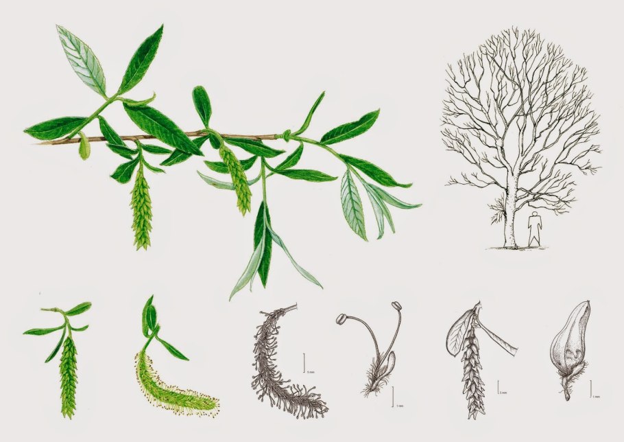 Ива размножается черенками