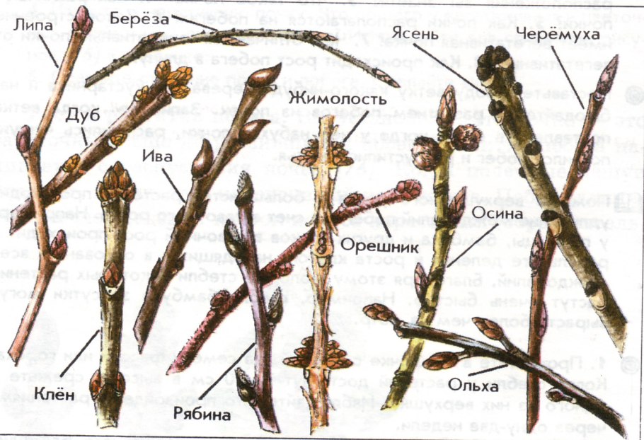 Обрезка барбариса схема