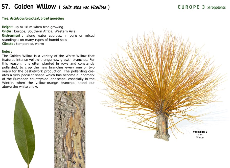 Окулировка привой подвой