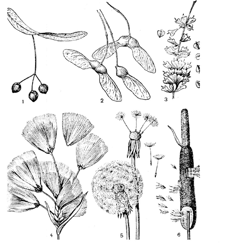 Прививка яблони методом окулировки