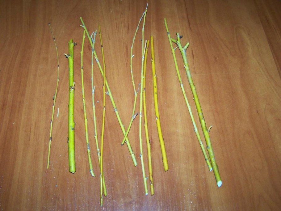 Кора ивы лучше чем аспирин