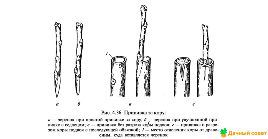 Двудомные растения цветки ивы