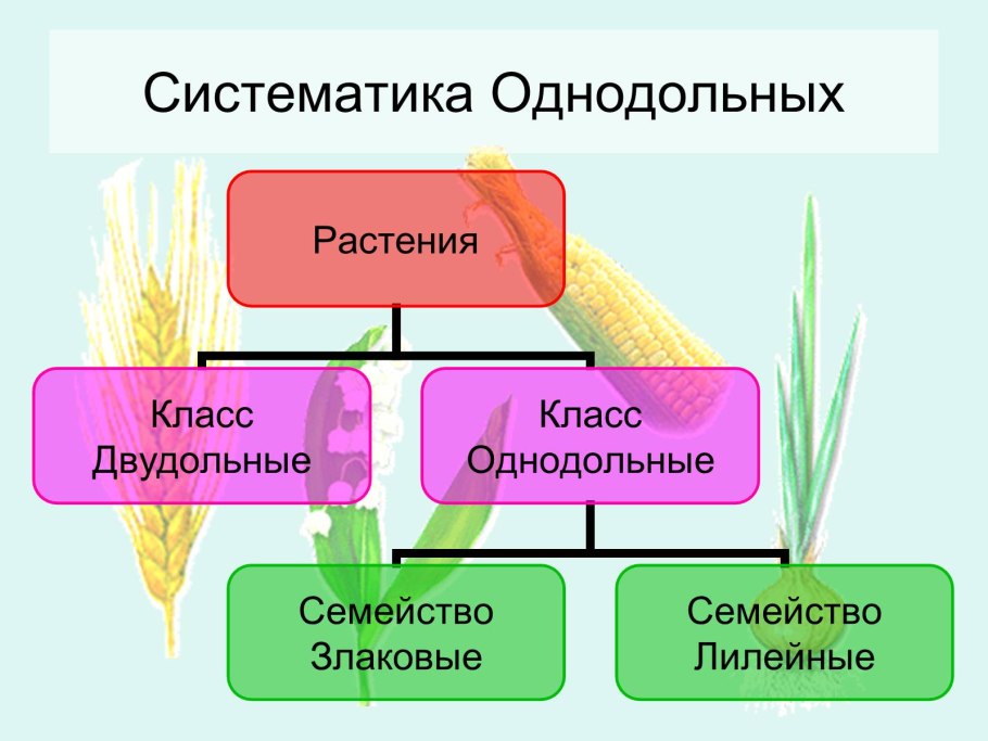 Отдел Покрытосеменные Однодольные и двудольные