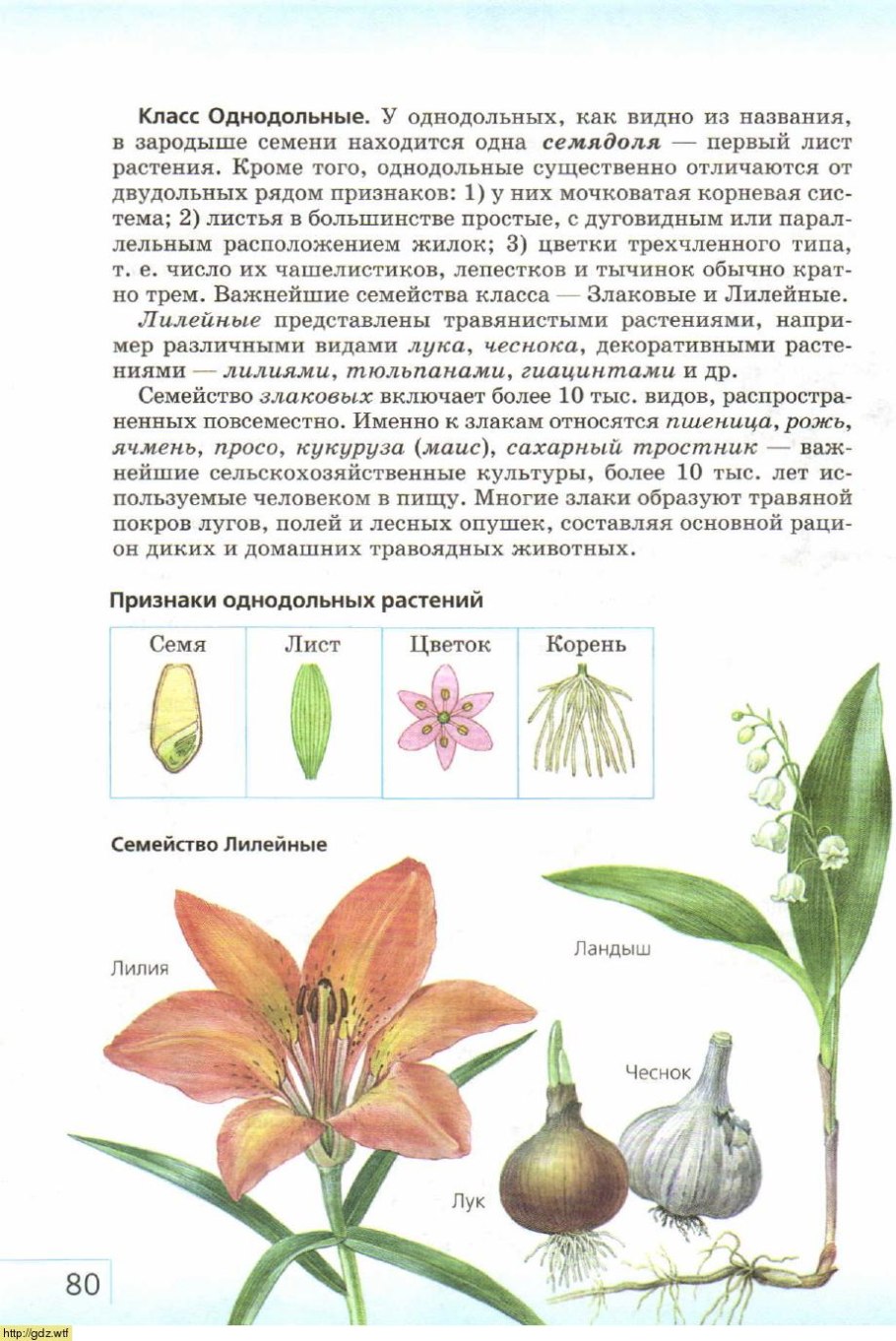Части тычинки и пестика