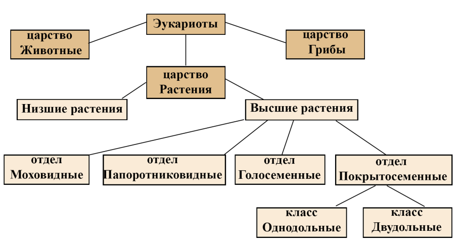 Ежовник (семейство злаки)