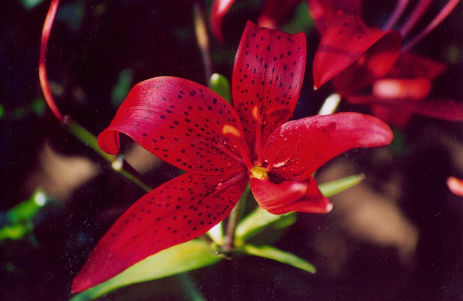 Строение семени пшеницы эндосперм