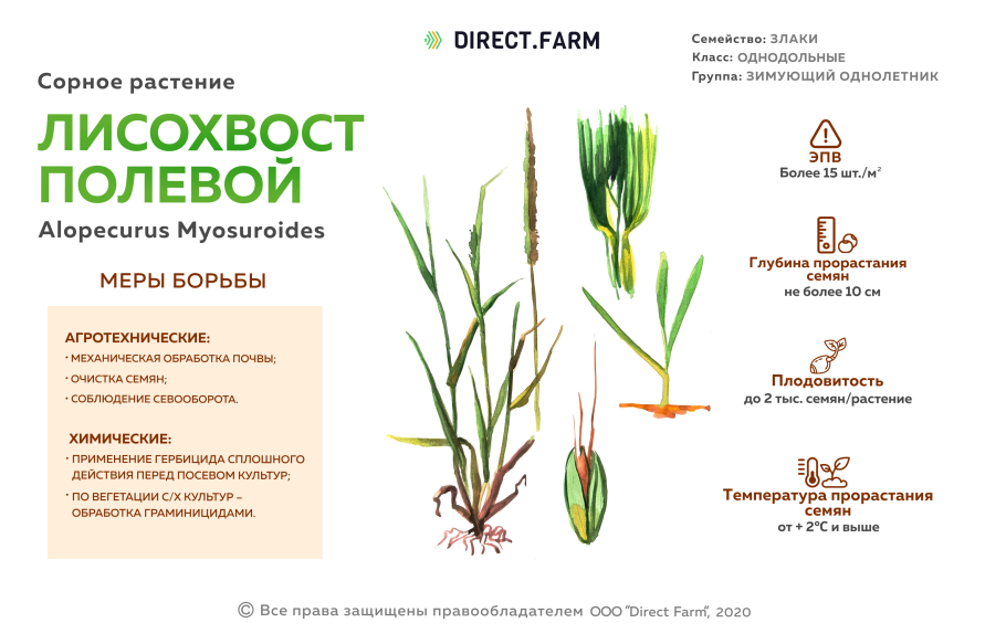 Ромашка аптечная схема соцветия