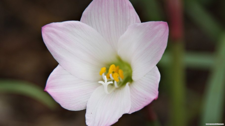 Покрытосеменные цветы