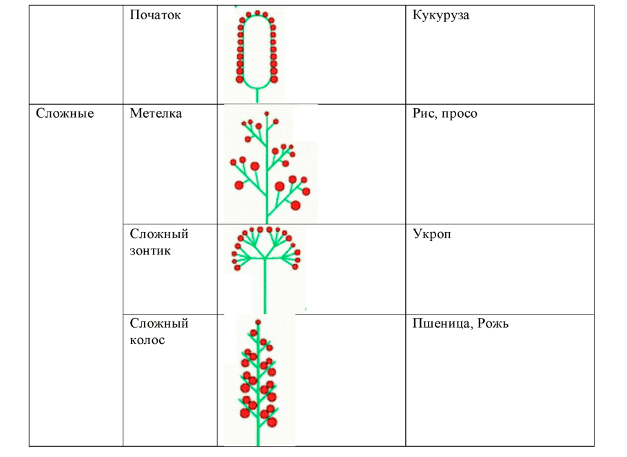 Классификация покрытосеменных 6
