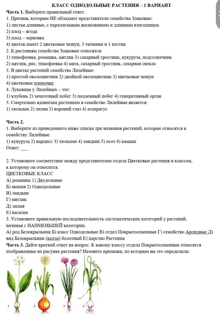 Луковичные это Однодольные