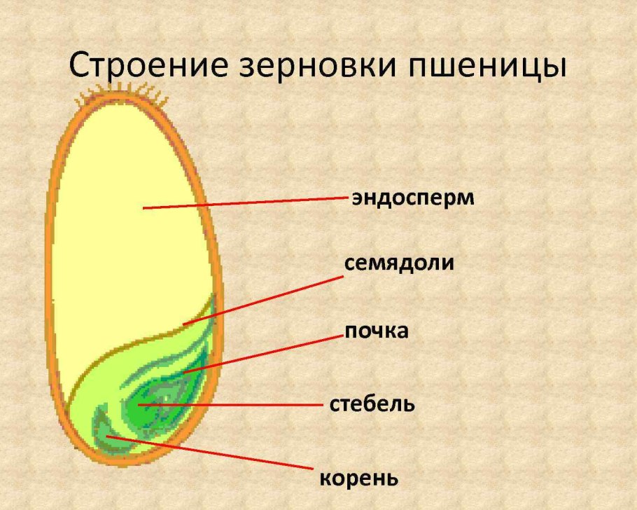 Строение клеток эукариот растений животных грибов