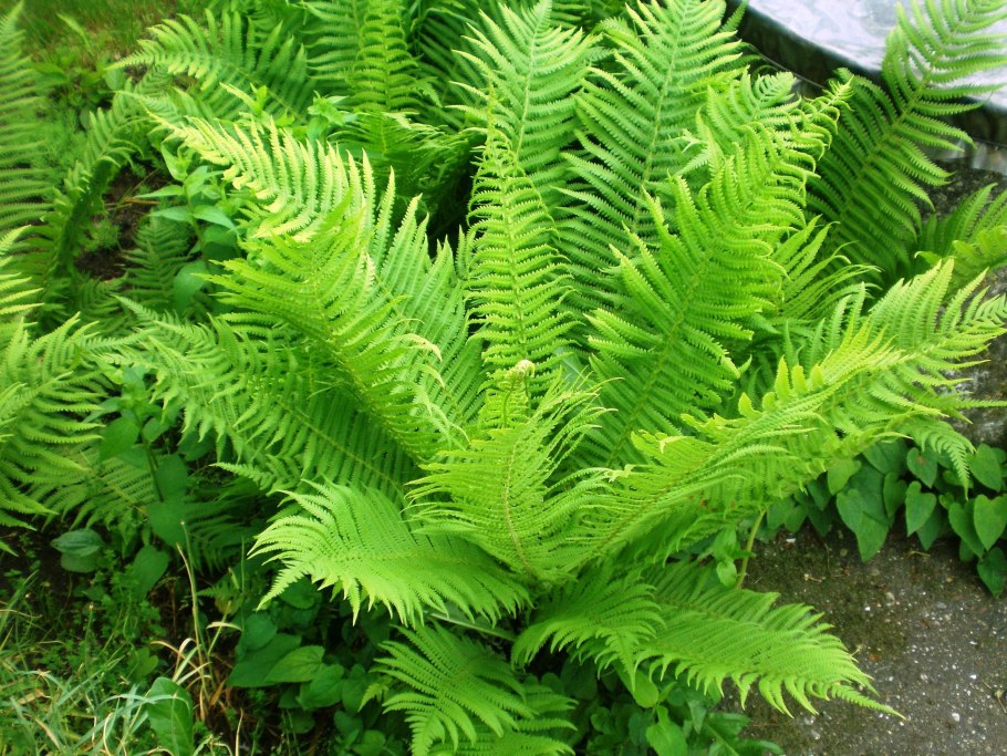 Страусник Matteuccia struthiopteris