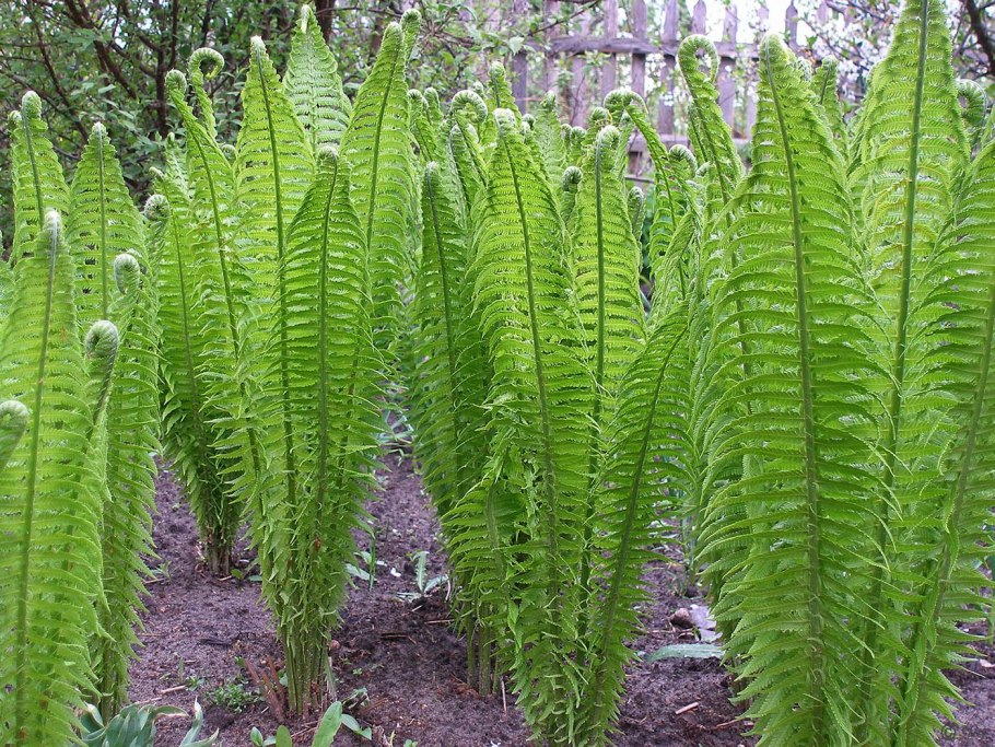 Папоротник Athyrium filix-Femina