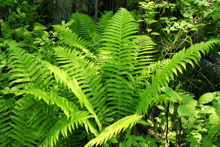 Matteuccia orientalis