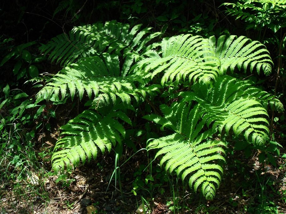 Щитовник(dryopteris) Mexica
