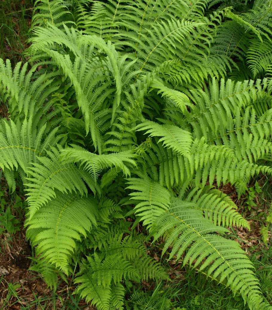 Страусник папоротник struthiopteris