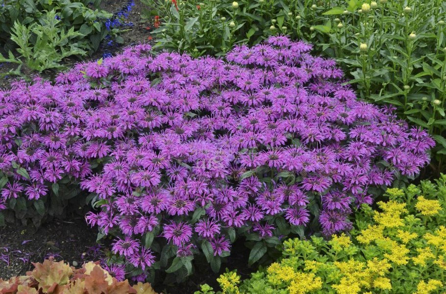 Монарда цветок многолетники