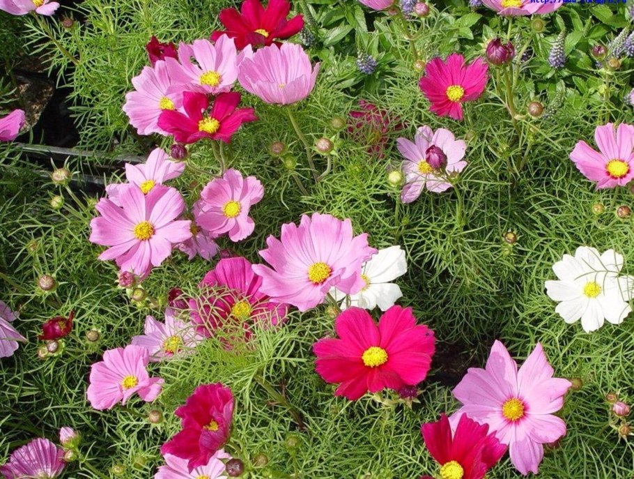 Астра кустовая Дженни