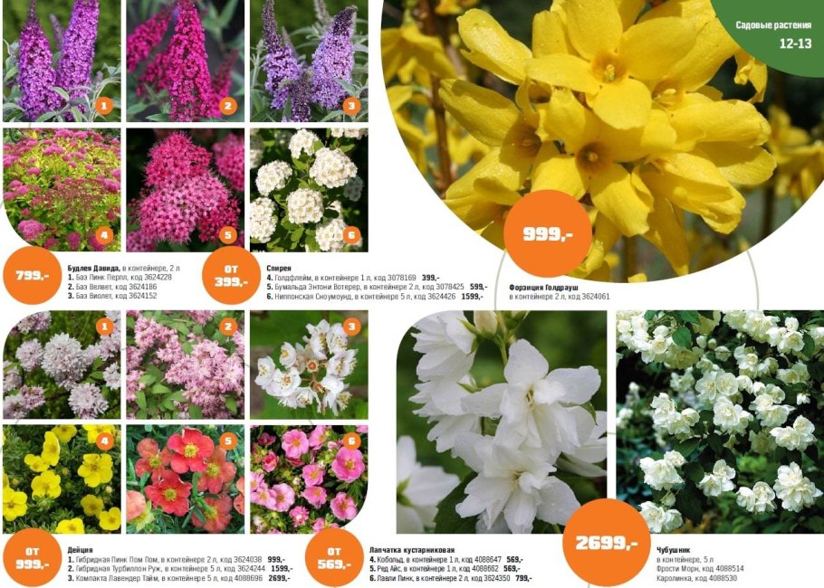 Раноцветущие однолетники