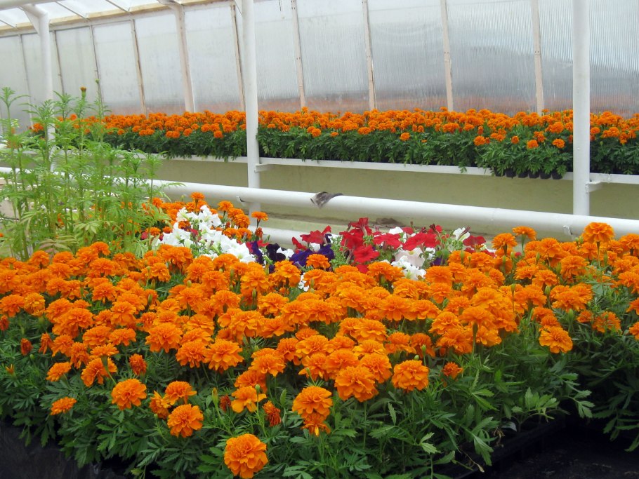 Сорные подмаренник цепкий