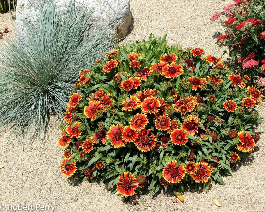 Сроки цветения многолетников