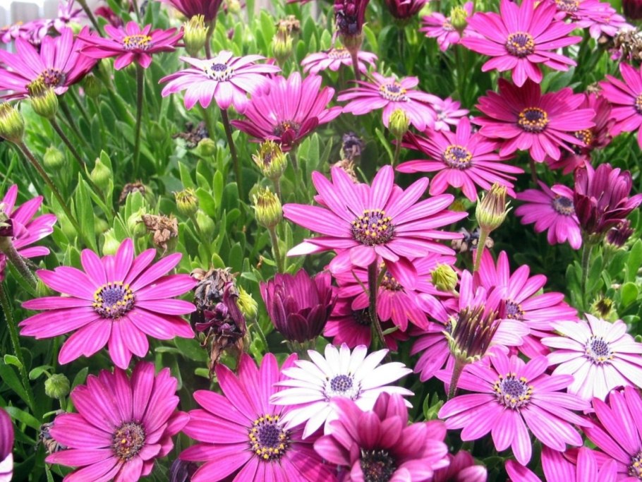 Разнотравье Луговой цветник