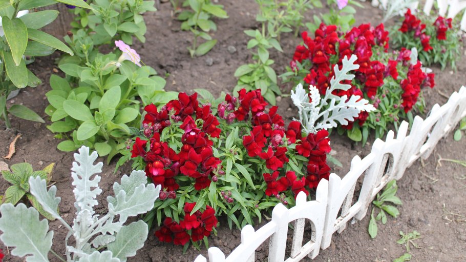 Клумба Сальвия алиссум цинерария