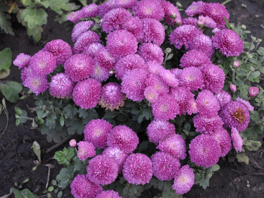 Гайлардия грандифлора Аризона Сан