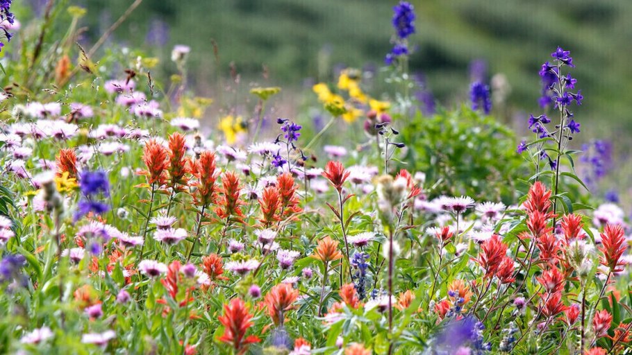 Хризантемы садовые многолетние долгоцветущие