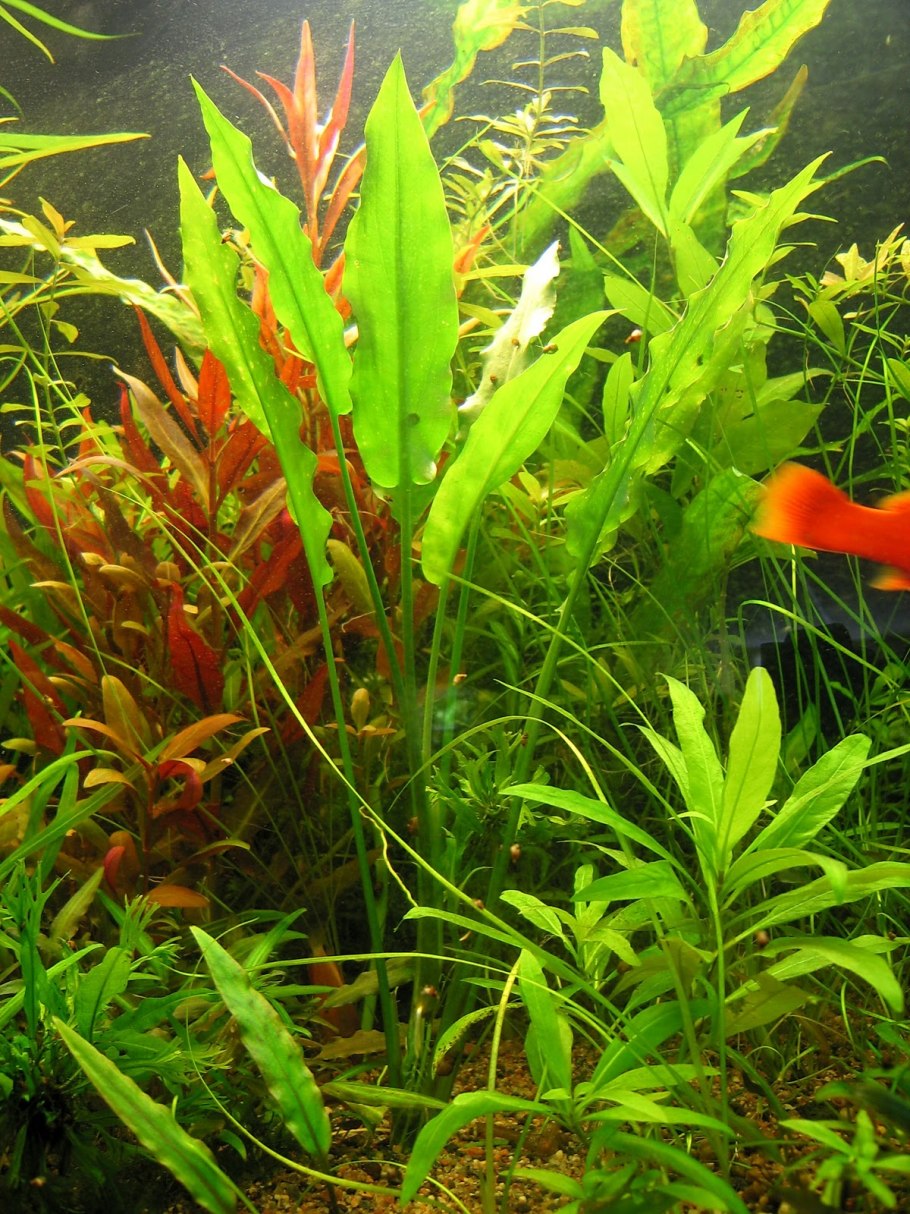 Криптокорина Люциус