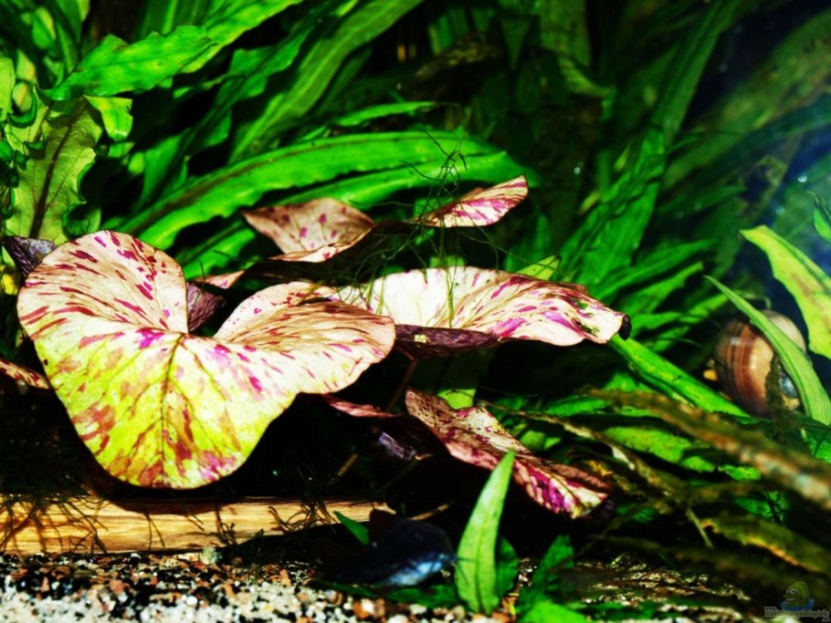 Эхинодорус красный питон