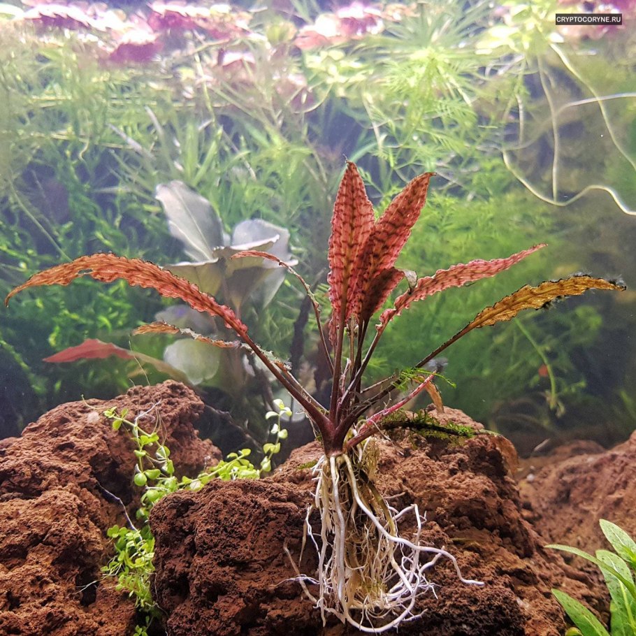 Криптокорина Валкера Cryptocoryne walkeri