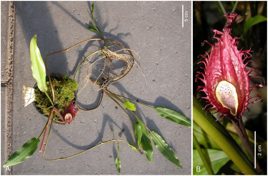 Tontonia gracillima ciliata