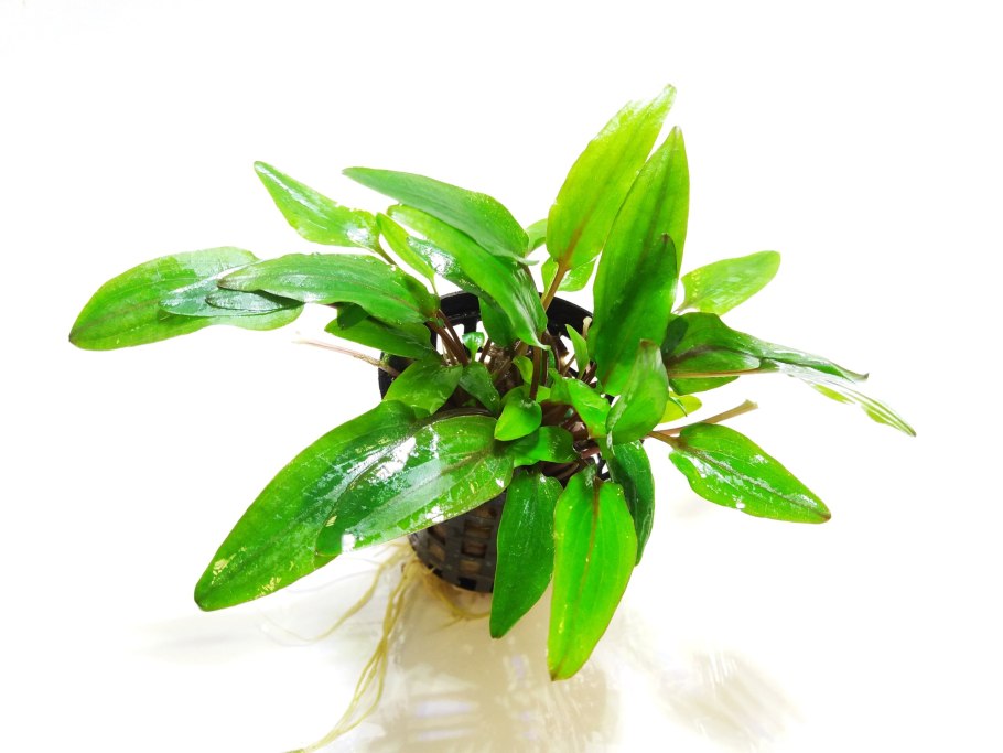 Криптокорина Мельмана (Cryptocoryne moehlmannii)